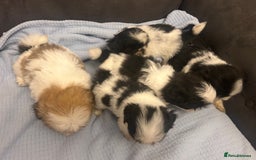 Shih Tzu dogs for sale: Shih tzu pups for sale  - Image 11