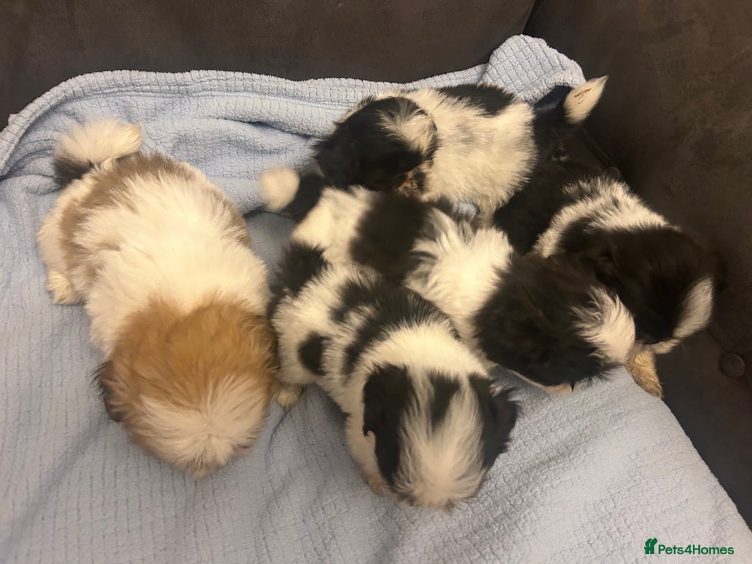 Shih Tzu dogs for sale: Shih tzu pups for sale  - Image 11