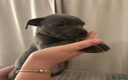 Staffordshire Bull Terrier dogs for sale: Stunning pure blue staffies - Image 8