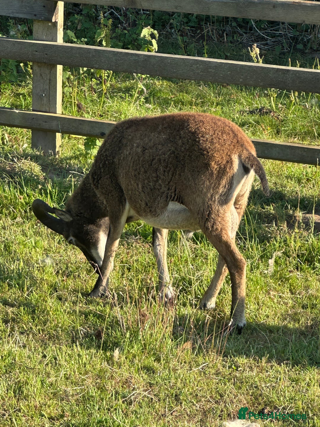 Sheep livestock for sale: 1 Year old Soay cross Boreray Ram for sale.  - Image 7