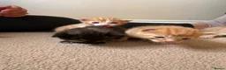 Mixed Breed cats for sale: Litter of 5 kittens  in Eye - Advert 12