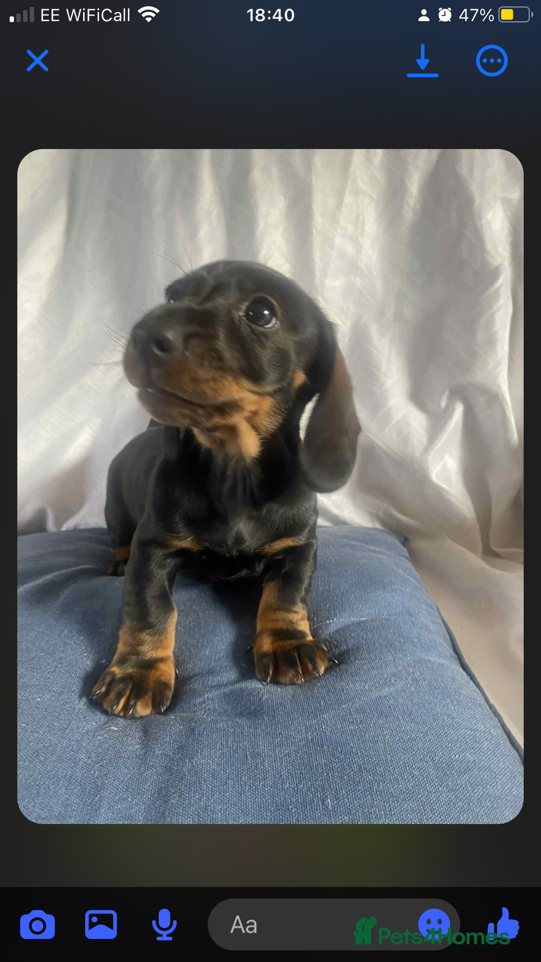 Dachshund dogs for sale: Daschund(sausage) puppies - Image 2