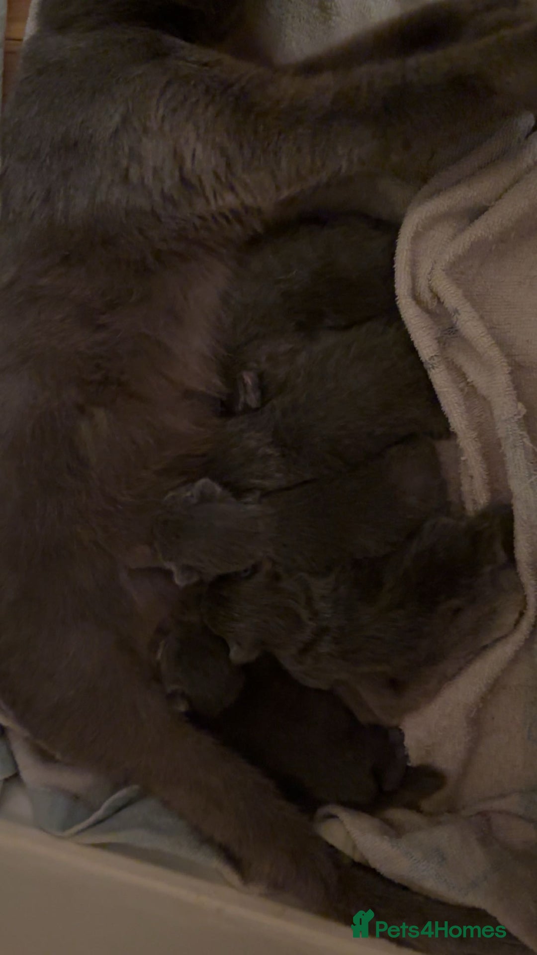 Domestic Shorthair cats for sale: Two Beautiful grey girls  - Image 3
