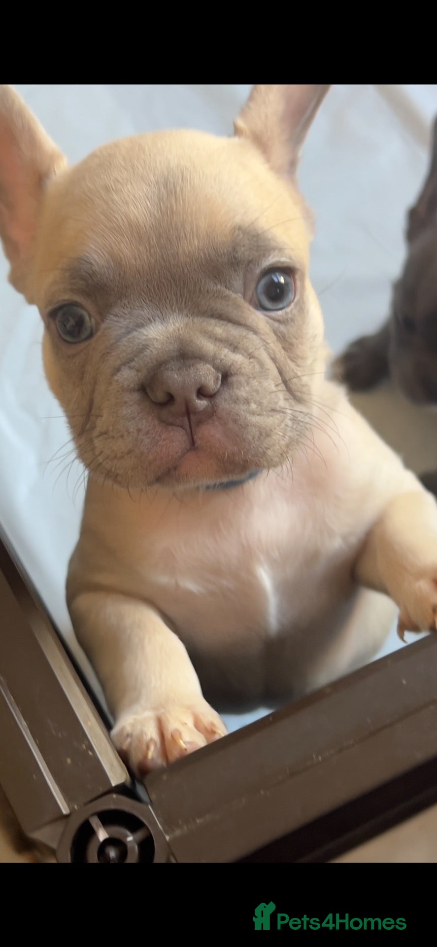 French Bulldog dogs 🐾 FRENCH BULLDOG PUPPY –LOOKING FOR A LOV HOME 🐾 - Advert 23