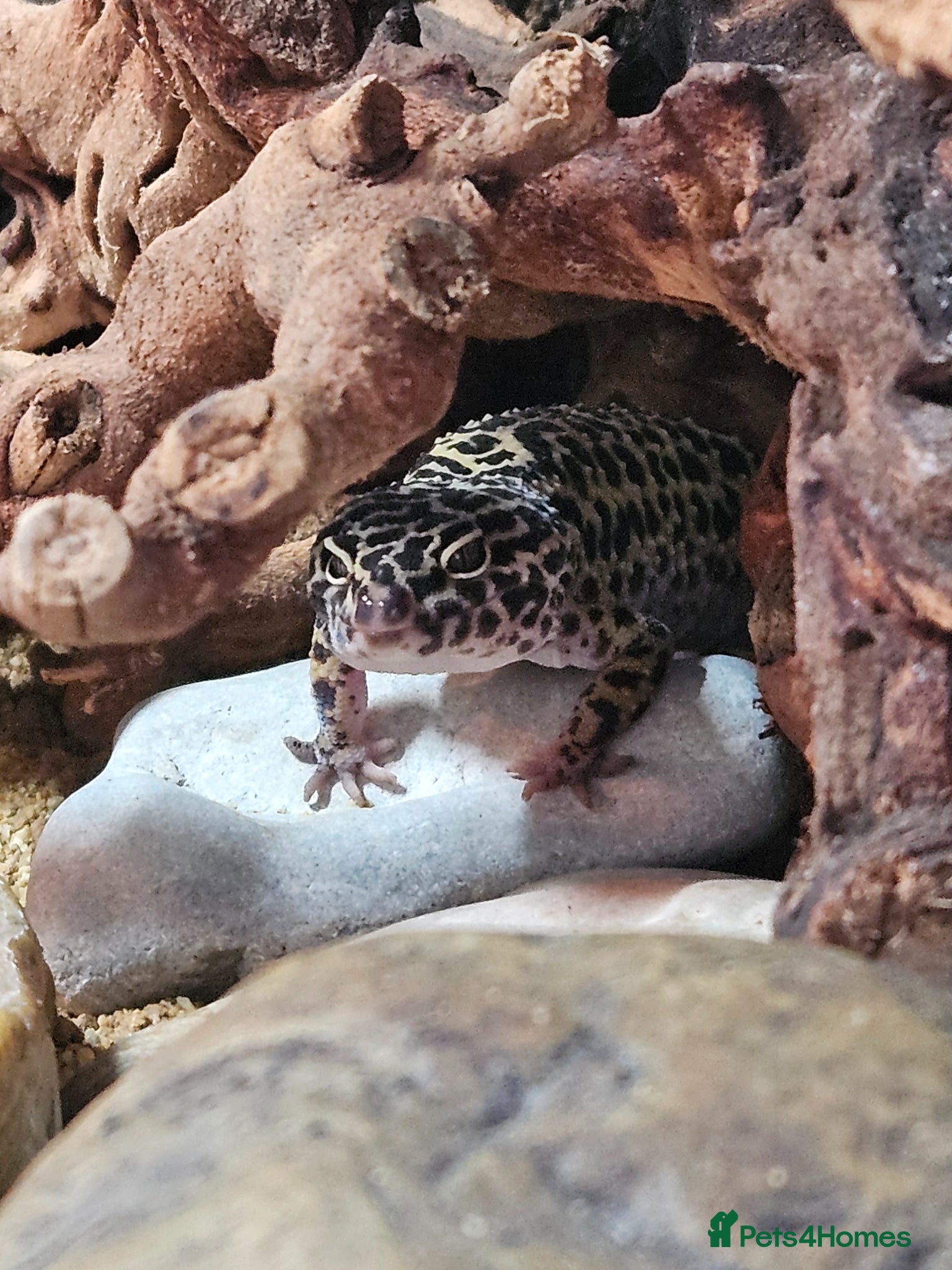 Leopard Gecko reptiles Leopard Gecko - Advert 1