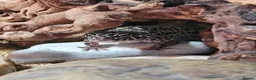 Leopard Gecko reptiles for sale: Leopard Gecko - Advert 1