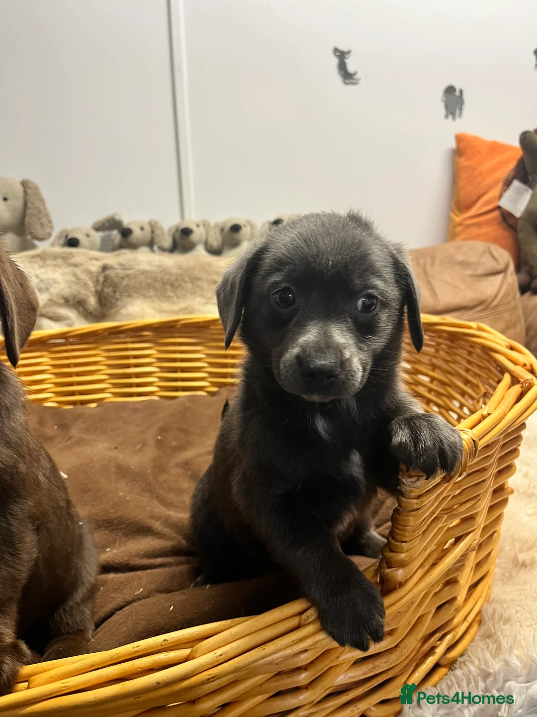 Mixed Breed dogs for sale: Stunning Damaranian  - Advert 9