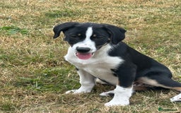 Mixed Breed dogs for sale: Collie x Lurcher Springer - Image 13