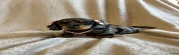 Miniature Dachshund dogs for sale:  KC Registered Miniature Dachshund Puppies - Advert 23