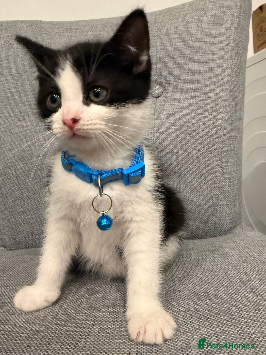 Mixed Breed cats for sale: Playful kittens 🐱 🩷 - Advert 3