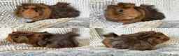 Guinea Pig rodents for sale: 3 Abyssinian / Silkie mix Boar Brothers - Advert 3