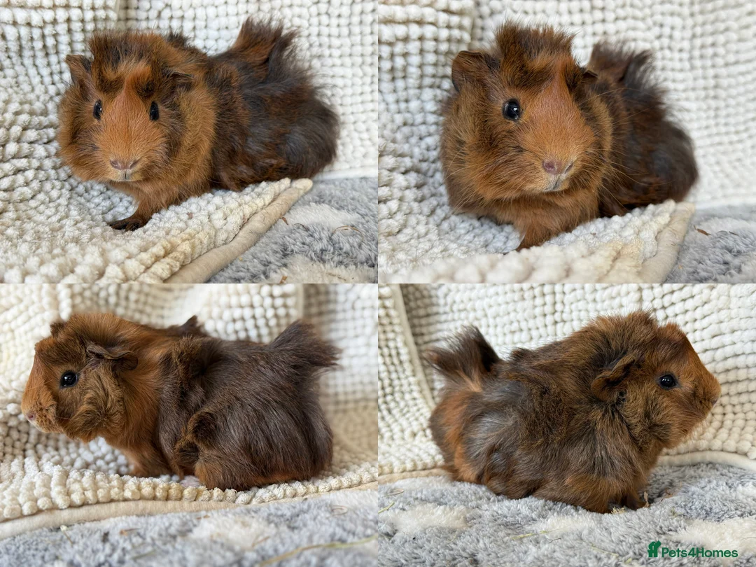Guinea Pig rodents for sale: 3 Abyssinian / Silkie mix Boar Brothers - Advert 3
