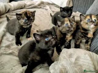 Russian Blue cats Adorable Russian Blue cross kittens - Advert 6