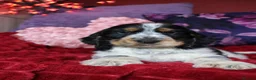 Cocker Spaniel dogs for sale: Extensively Health Tested, Top Quality pedigree  - Advert 18