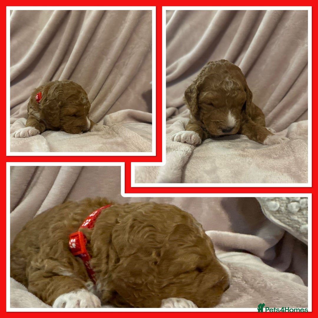 Mini Goldendoodle dogs for sale: Gorgeous family Raised Mini F1b Goldendoodles - Advert 8