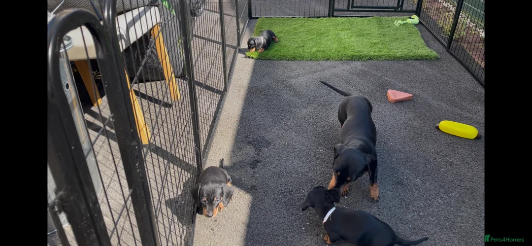 Miniature Dachshund dogs for sale: Miniature Dachshund Puppies - Advert 2