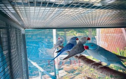 Parrots birds for sale: Indian Ringneck talking parrots  - Image 1