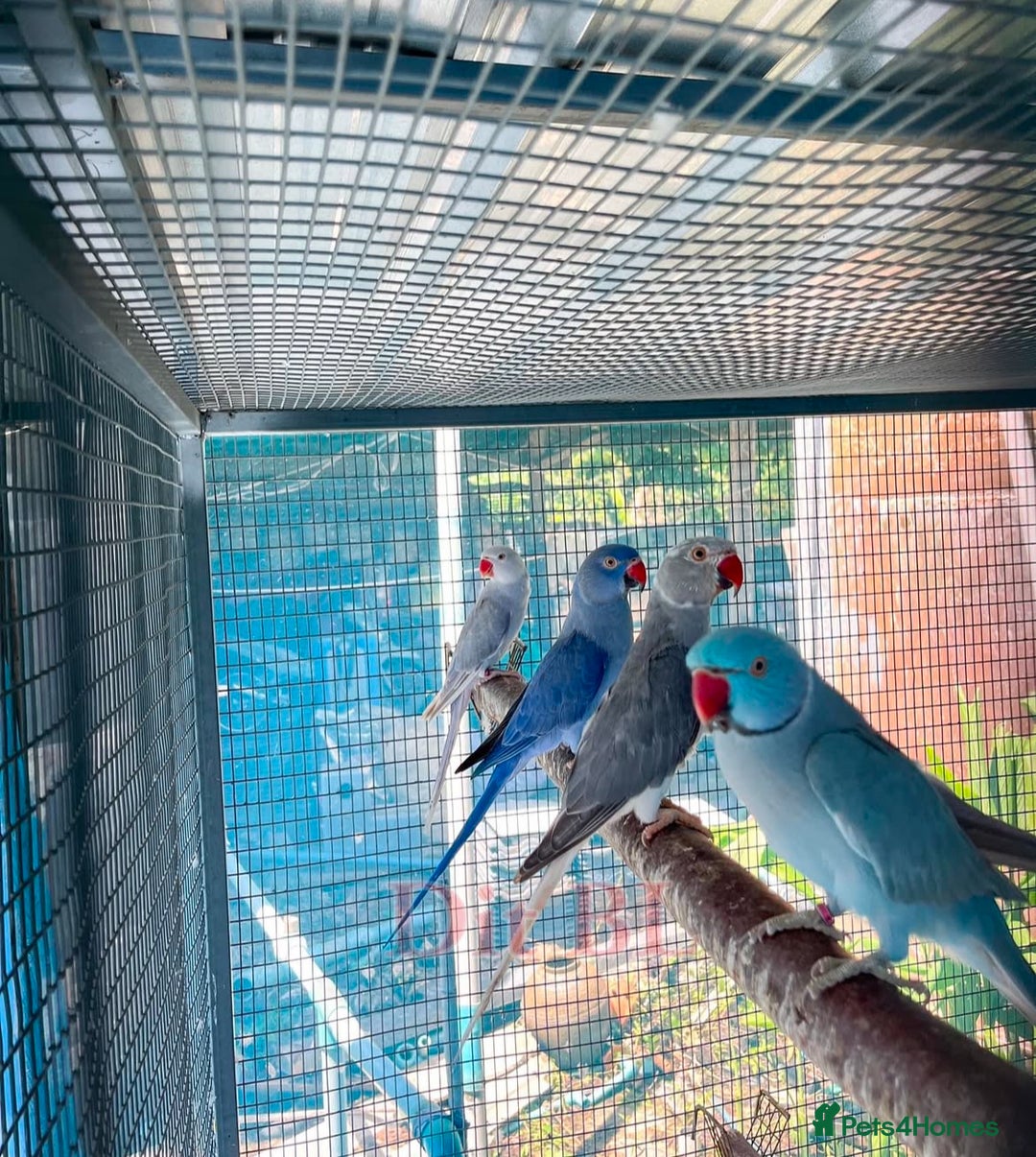 Parrots birds for sale: Indian Ringneck talking parrots  - Image 1
