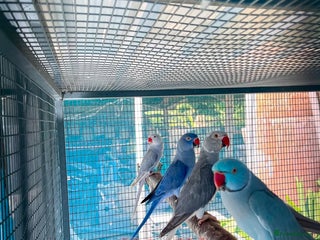 Parrots birds - Advert 26