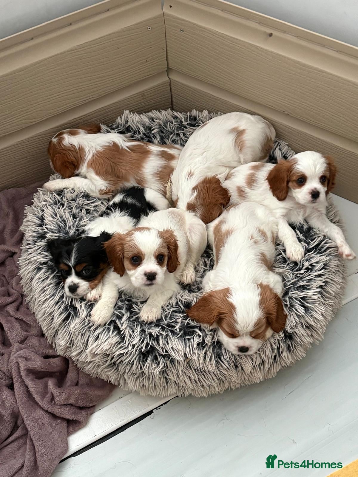 Cavalier King Charles Spaniel dogs Beautiful Blenheim King Charles spaniel pups    - Advert 2