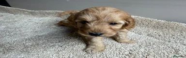 Cavapoo 2