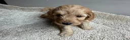 Cavapoo dogs for sale: 🐶Gorgeous gold&white cavapoos🐶 - Advert 13