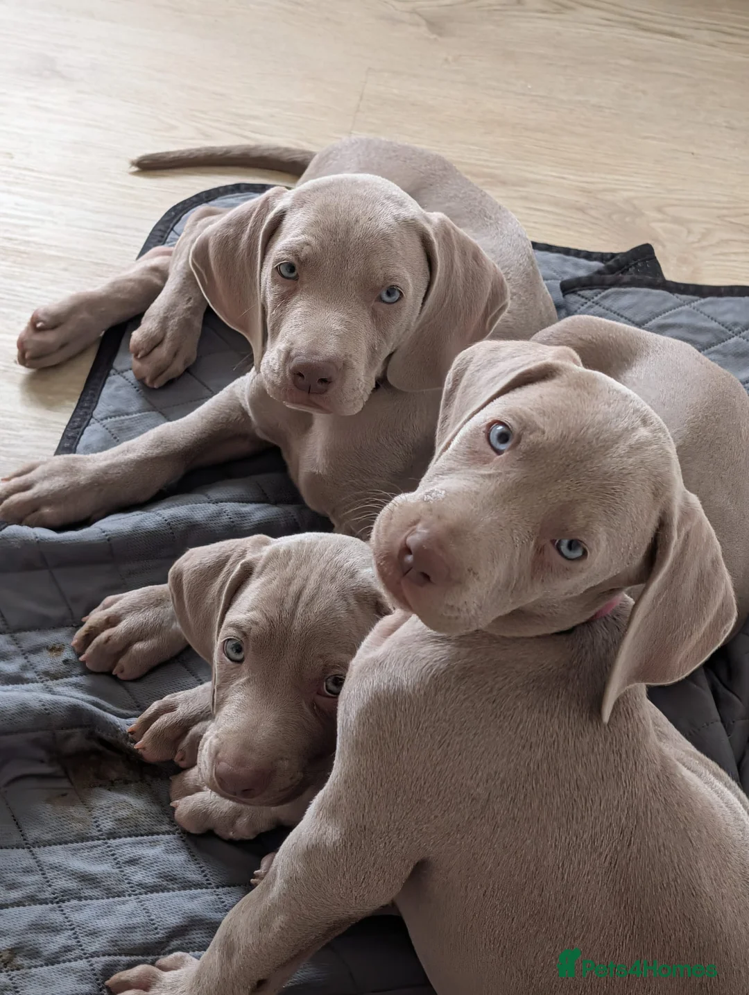 Weimaraner dogs for sale: KC Registered Weimaraner Puppies - Advert 1