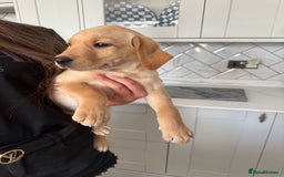 Labrador Retriever dogs for sale: 🐶 Stunning Fox Red & Yellow Labrador Puppies 🐶 - Image 5