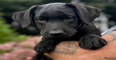 Labrador Retriever dogs - Advert 11
