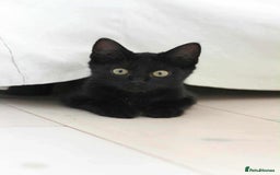 Mixed Breed cats for sale: Black male - Image 3