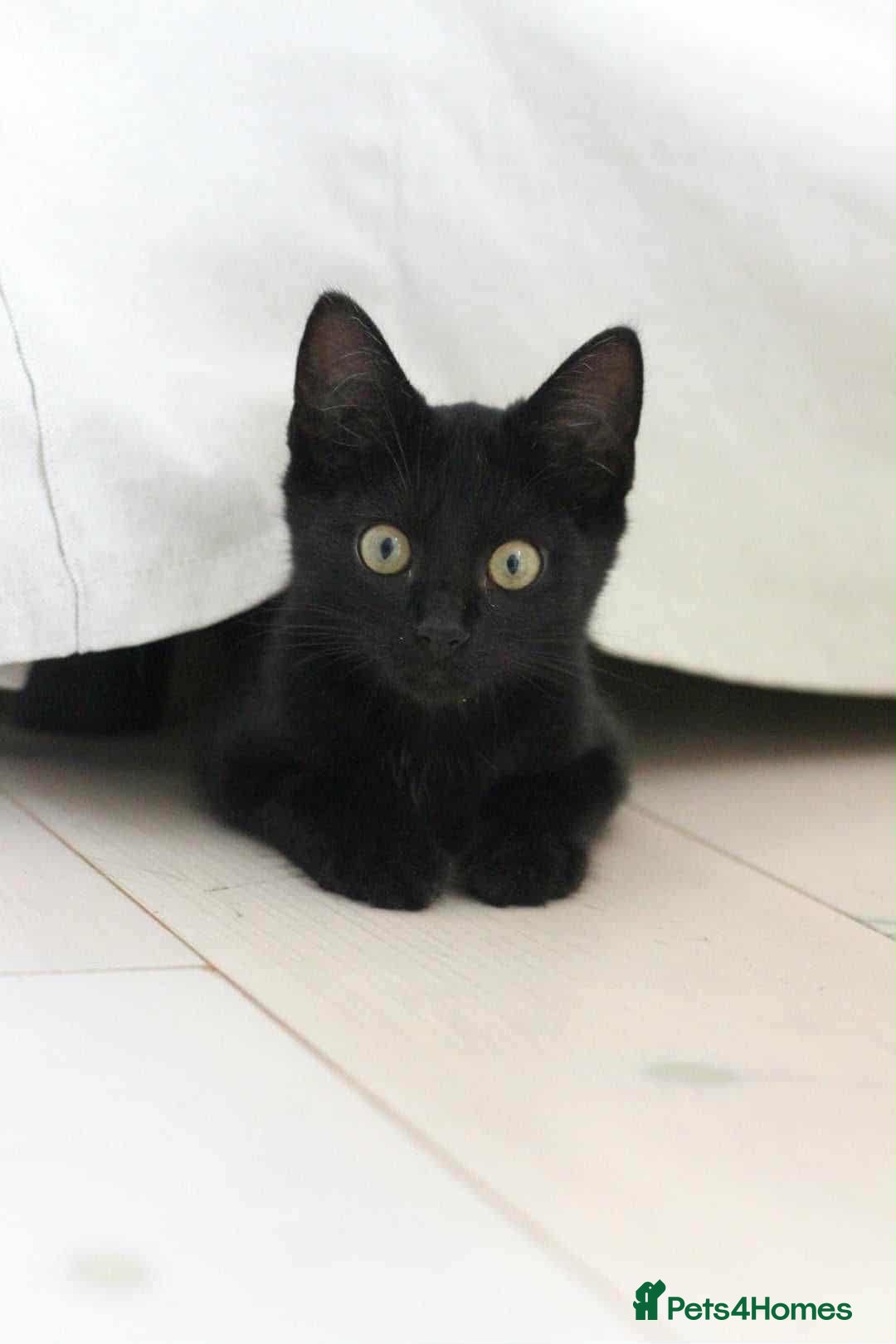 Mixed Breed cats for sale: Black male - Image 3