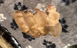 Golden Retriever dogs for sale: Working Golden Retriever puppies - Advert 10
