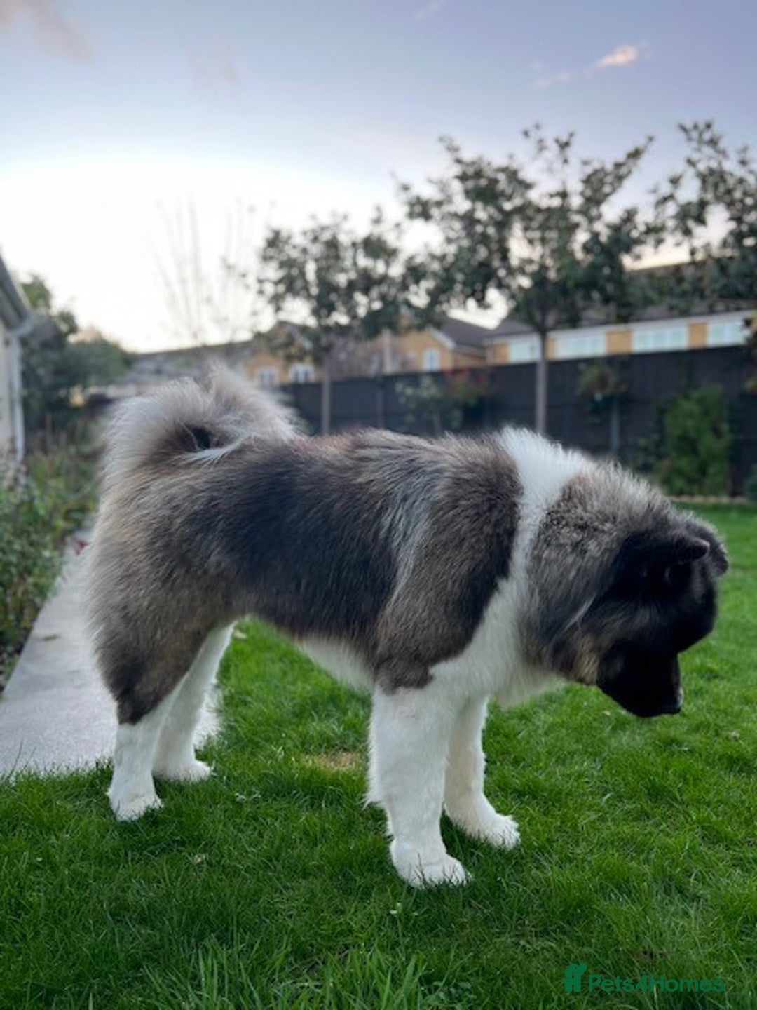 Akita dogs for sale: Stunning 5yr-old Male Akita needs a new home. - Advert 2