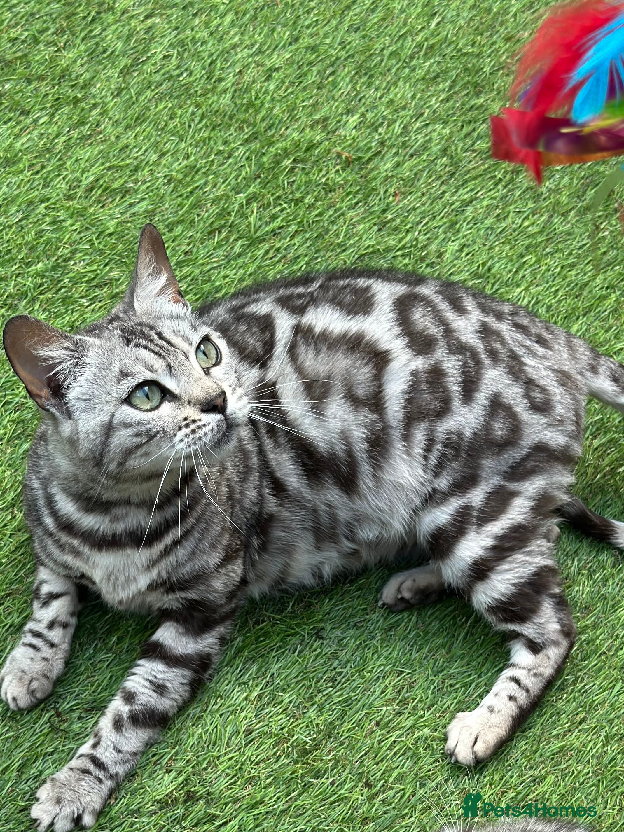 Bengal cats Stunning Pure Silver Bengal Female! - Advert 1