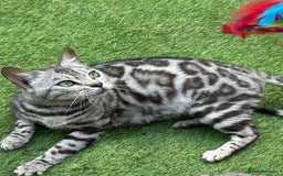 Bengal cats for sale: Stunning Pure Silver Bengal Female! - Image 1