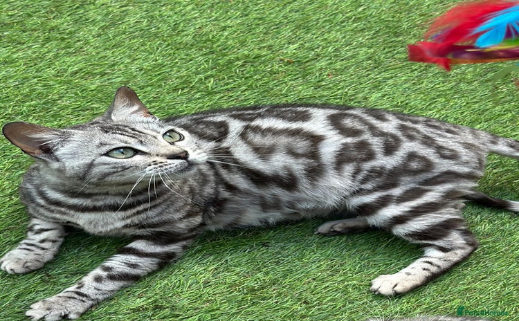Bengal cats - Advert 1