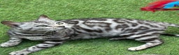 Bengal cats for sale: Stunning Pure Silver Bengal Female! - Advert 1