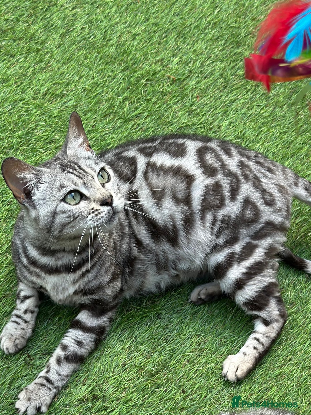 Bengal cats for sale: Stunning Pure Silver Bengal Female! - Image 1