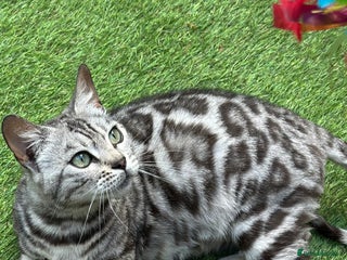 Bengal cats Stunning Pure Silver Bengal Female! - Advert 1