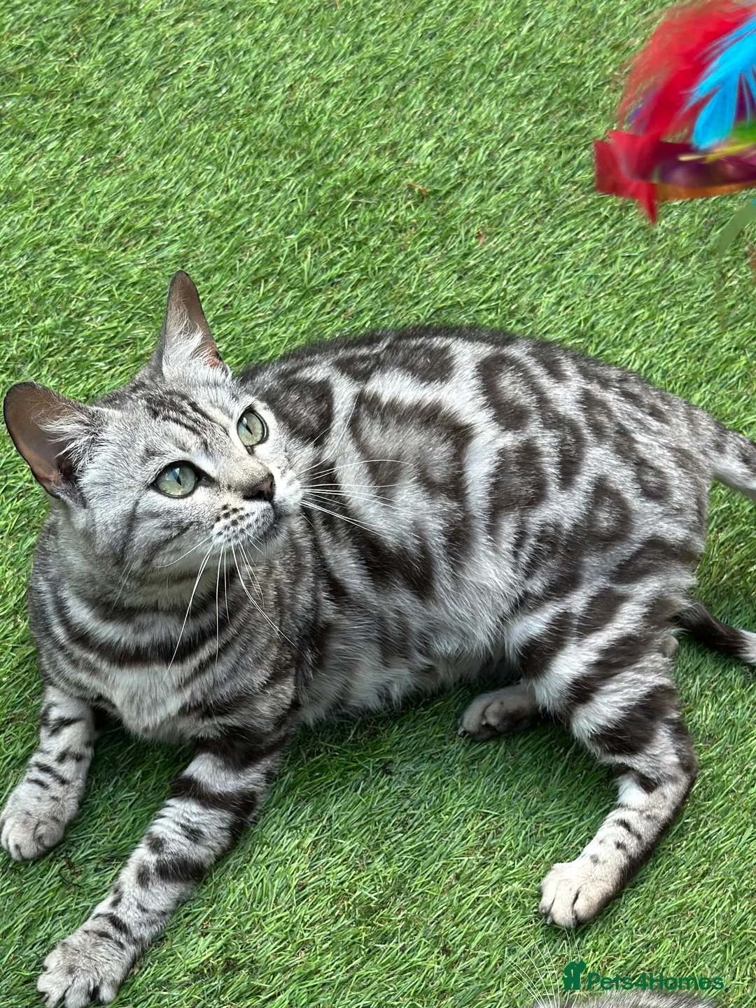 Bengal cats for sale: Stunning Pure Russian Silver Bengal Female!! - Advert 1