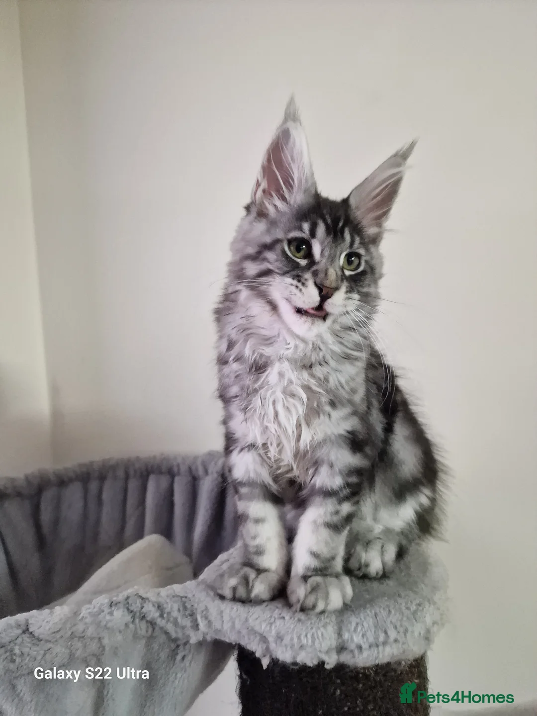 Maine Coon cats for sale:  Kittens – Licensed Fenikscoon Cattery (UK) 🐾 - Advert 11
