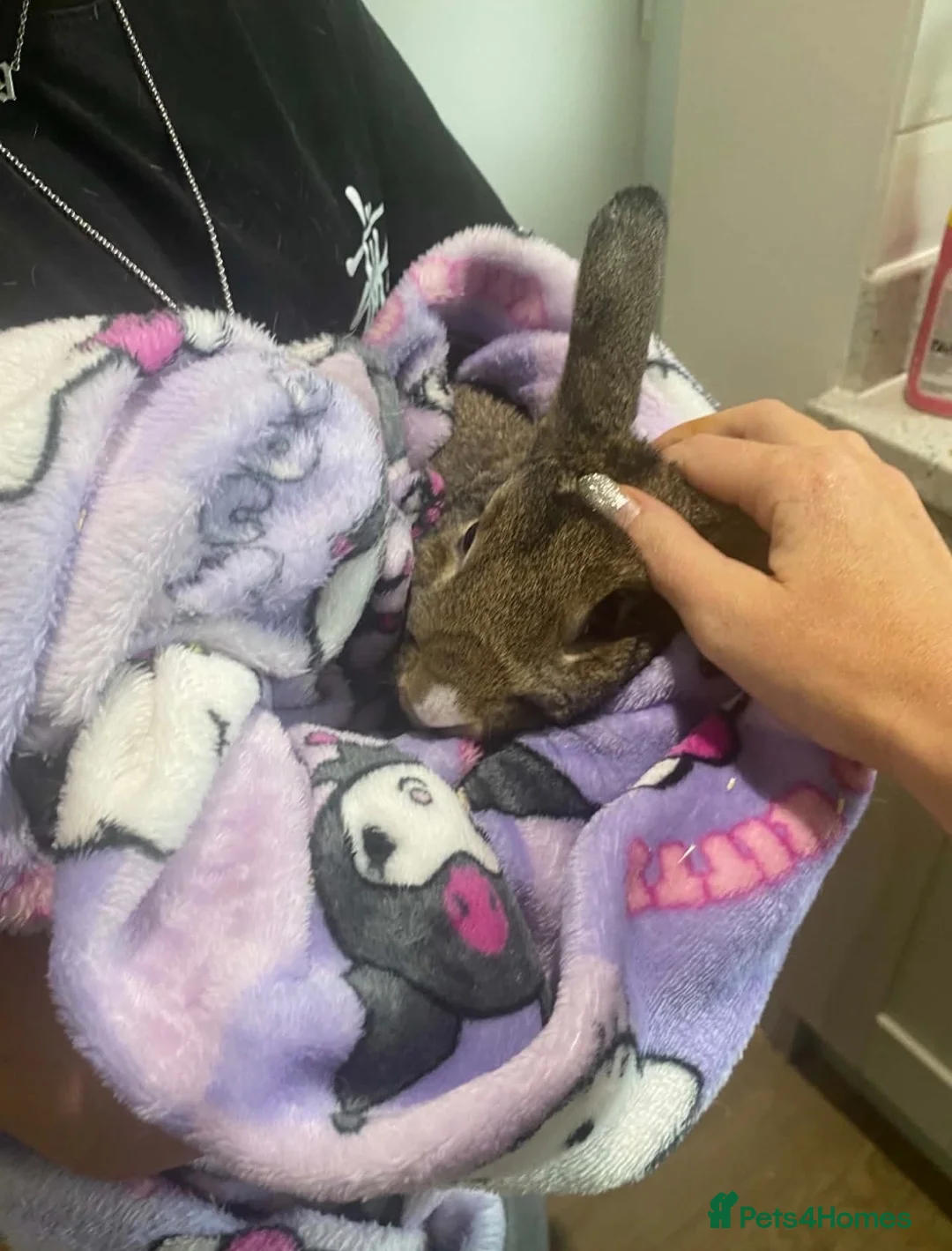 English rabbits for sale: Male rabbit  - Advert 1
