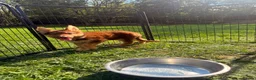 German Shepherd dogs for sale: CHOCOLATE AND TAN LONG COATED GERMAN SHEPARDS  - Advert 6