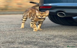 Bengal cats for sale: She very beautiful  - Image 5