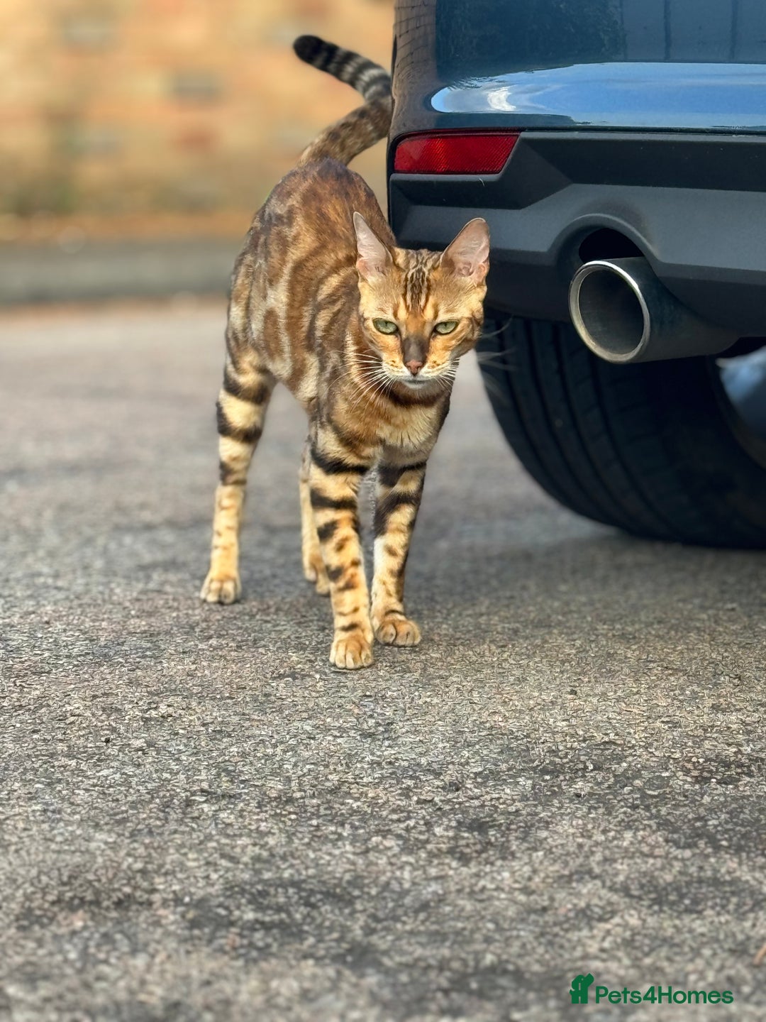 Bengal cats for sale: She very beautiful  - Image 5
