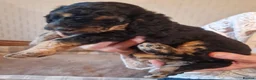 Cockapoo dogs for sale: F1B cockapoo puppies 2 boys 1 girl  - Advert 9