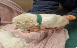 Goldendoodle dogs for sale: Quality goldendoodle puppies*4available,6reserved  - Image 17