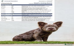 French Bulldog dogs for sale: Fluffy Big rope French bulldog  - Image 2