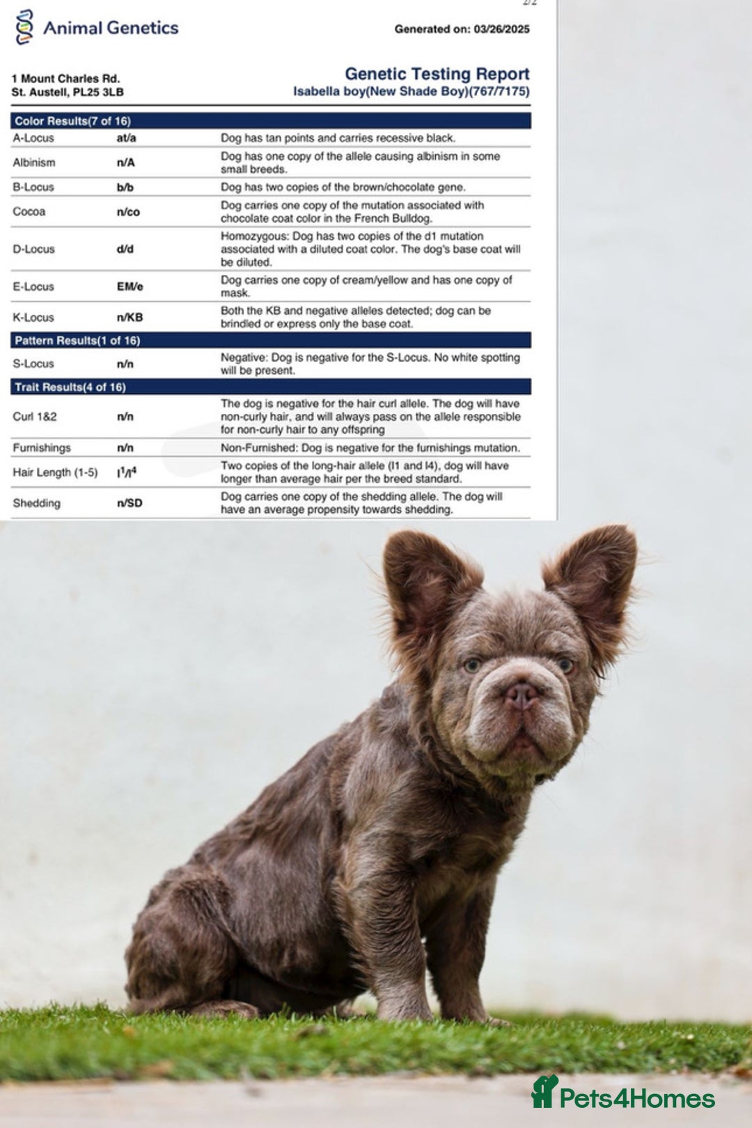 French Bulldog dogs for sale: Fluffy Big rope French bulldog  - Image 2