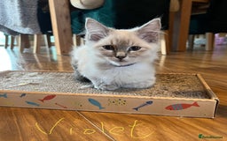 Ragdoll cats for sale: Ragdoll kittens - Image 6